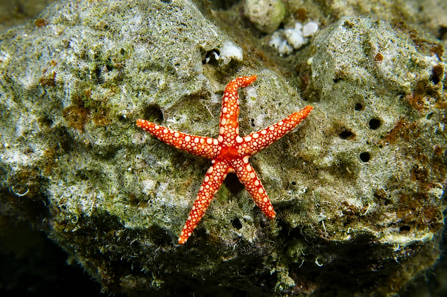 Ein leuchtend orangefarbener Seestern mit cremefarbenen Flecken liegt auf einem felsigen Korallenriff unter Wasser.