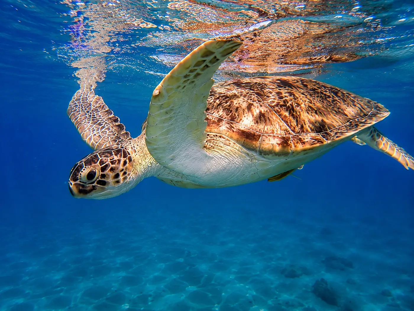 Meeresschildkröte schwimmt nahe der Wasseroberfläche