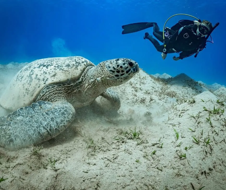 Unterwasserwelt des Roten Meeres mit bunten Korallen und Fischen.